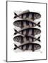 Five Striped Fish-Fab Funky-Mounted Art Print