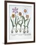 Five Tulips, from Hortus Eystettensis, by Basil Besler-null-Framed Giclee Print