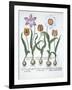 Five Tulips, from Hortus Eystettensis, by Basil Besler-null-Framed Giclee Print