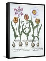 Five Tulips, from Hortus Eystettensis, by Basil Besler-null-Framed Stretched Canvas
