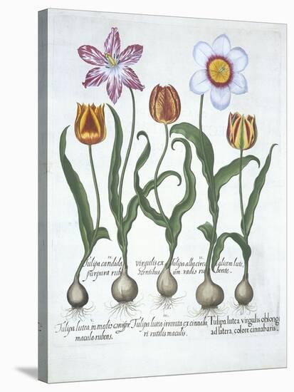 Five Tulips, from Hortus Eystettensis, by Basil Besler-null-Stretched Canvas