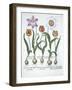 Five Tulips, from Hortus Eystettensis, by Basil Besler-null-Framed Giclee Print