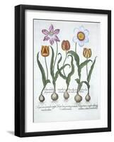 Five Tulips, from Hortus Eystettensis, by Basil Besler-null-Framed Giclee Print