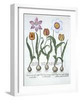 Five Tulips, from Hortus Eystettensis, by Basil Besler-null-Framed Giclee Print