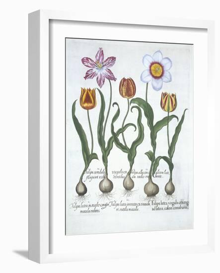 Five Tulips, from Hortus Eystettensis, by Basil Besler-null-Framed Giclee Print