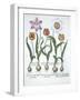 Five Tulips, from Hortus Eystettensis, by Basil Besler-null-Framed Giclee Print