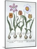 Five Tulips, from Hortus Eystettensis, by Basil Besler-null-Mounted Giclee Print