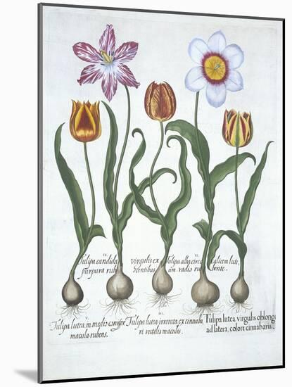 Five Tulips, from Hortus Eystettensis, by Basil Besler-null-Mounted Giclee Print