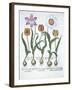 Five Tulips, from Hortus Eystettensis, by Basil Besler-null-Framed Giclee Print