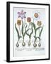 Five Tulips, from Hortus Eystettensis, by Basil Besler-null-Framed Giclee Print