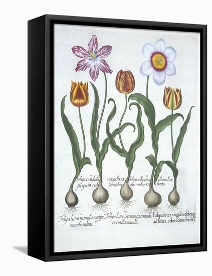 Five Tulips, from Hortus Eystettensis, by Basil Besler-null-Framed Stretched Canvas