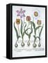 Five Tulips, from Hortus Eystettensis, by Basil Besler-null-Framed Stretched Canvas