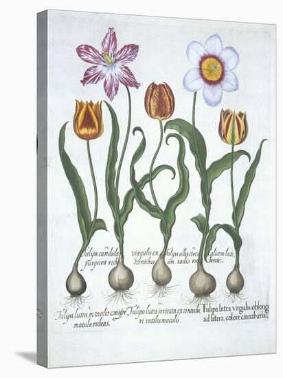 Five Tulips, from Hortus Eystettensis, by Basil Besler-null-Stretched Canvas