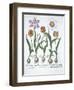 Five Tulips, from Hortus Eystettensis, by Basil Besler-null-Framed Giclee Print