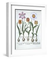 Five Tulips, from Hortus Eystettensis, by Basil Besler-null-Framed Giclee Print