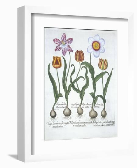 Five Tulips, from Hortus Eystettensis, by Basil Besler-null-Framed Giclee Print