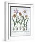 Five Tulips, from Hortus Eystettensis, by Basil Besler-null-Framed Giclee Print