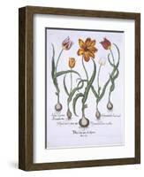 Five Tulips, from Hortus Eystettensis, by Basil Besler-null-Framed Giclee Print