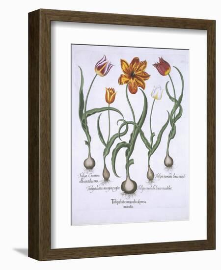 Five Tulips, from Hortus Eystettensis, by Basil Besler-null-Framed Giclee Print