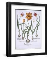 Five Tulips, from Hortus Eystettensis, by Basil Besler-null-Framed Giclee Print