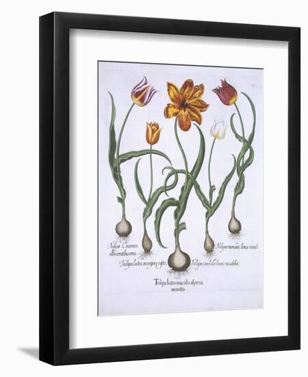 Five Tulips, from Hortus Eystettensis, by Basil Besler-null-Framed Giclee Print