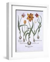 Five Tulips, from Hortus Eystettensis, by Basil Besler-null-Framed Giclee Print