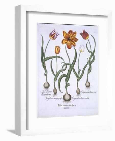 Five Tulips, from Hortus Eystettensis, by Basil Besler-null-Framed Giclee Print