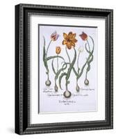 Five Tulips, from Hortus Eystettensis, by Basil Besler-null-Framed Giclee Print