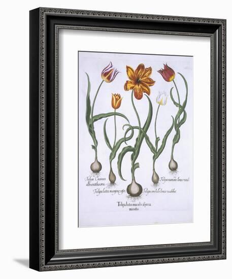 Five Tulips, from Hortus Eystettensis, by Basil Besler-null-Framed Giclee Print