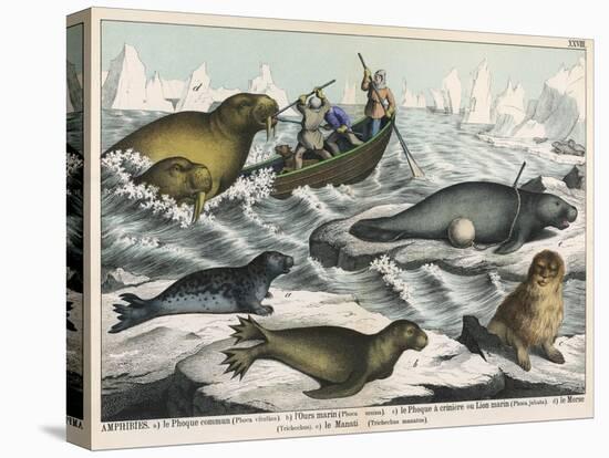 Five Types of Sea Creature: Harbour Seal, Fur Seal, Sea Lion, Walrus, and Sea Cow-null-Stretched Canvas