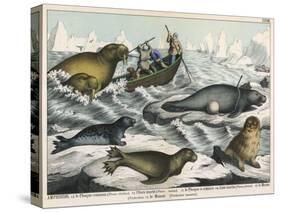 Five Types of Sea Creature: Harbour Seal, Fur Seal, Sea Lion, Walrus, and Sea Cow-null-Stretched Canvas