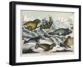 Five Types of Sea Creature: Harbour Seal, Fur Seal, Sea Lion, Walrus, and Sea Cow-null-Framed Art Print
