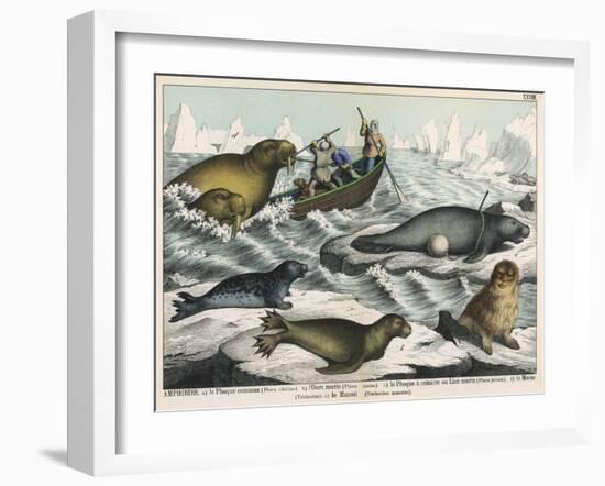 Five Types of Sea Creature: Harbour Seal, Fur Seal, Sea Lion, Walrus, and Sea Cow-null-Framed Art Print