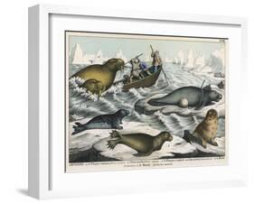 Five Types of Sea Creature: Harbour Seal, Fur Seal, Sea Lion, Walrus, and Sea Cow-null-Framed Art Print