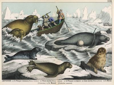 https://imgc.allpostersimages.com/img/posters/five-types-of-sea-creature-harbour-seal-fur-seal-sea-lion-walrus-and-sea-cow_u-L-Q1LLCPC0.jpg?artPerspective=n