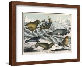 Five Types of Sea Creature: Harbour Seal, Fur Seal, Sea Lion, Walrus, and Sea Cow-null-Framed Art Print