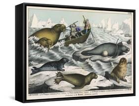 Five Types of Sea Creature: Harbour Seal, Fur Seal, Sea Lion, Walrus, and Sea Cow-null-Framed Stretched Canvas