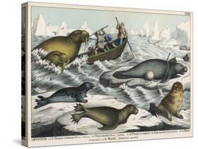 Five Types of Sea Creature: Harbour Seal, Fur Seal, Sea Lion, Walrus, and Sea Cow-null-Stretched Canvas