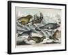 Five Types of Sea Creature: Harbour Seal, Fur Seal, Sea Lion, Walrus, and Sea Cow-null-Framed Art Print