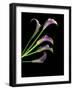 Five Vibrant Calla Lilies Isolated Against a Black Background-Christian Slanec-Framed Photographic Print