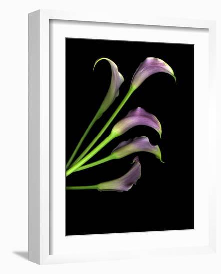 Five Vibrant Calla Lilies Isolated Against a Black Background-Christian Slanec-Framed Photographic Print