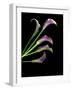 Five Vibrant Calla Lilies Isolated Against a Black Background-Christian Slanec-Framed Photographic Print