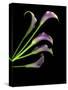 Five Vibrant Calla Lilies Isolated Against a Black Background-Christian Slanec-Stretched Canvas