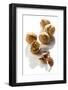 Five Walnuts, Opened and Unopened, on White Background-Kröger and Gross-Framed Photographic Print