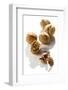 Five Walnuts, Opened and Unopened, on White Background-Kröger and Gross-Framed Photographic Print