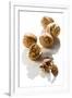 Five Walnuts, Opened and Unopened, on White Background-Kröger and Gross-Framed Photographic Print