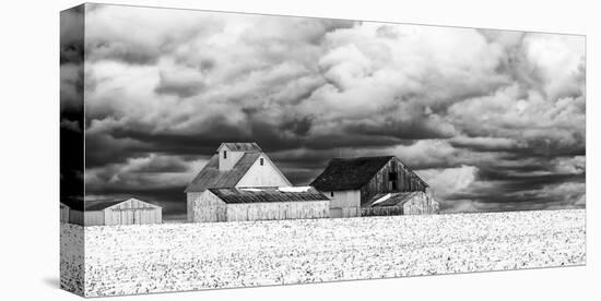 Five White Barns-Trent Foltz-Stretched Canvas