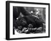 Five Year Old Gorilla Lying Down, Being Comforted by a Keeper-Frederick William Bond-Framed Photographic Print