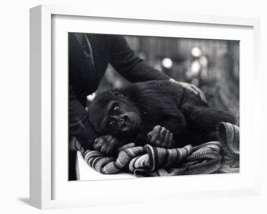 Five Year Old Gorilla Lying Down, Being Comforted by a Keeper-Frederick William Bond-Framed Photographic Print