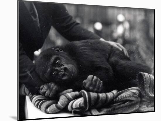 Five Year Old Gorilla Lying Down, Being Comforted by a Keeper-Frederick William Bond-Mounted Photographic Print